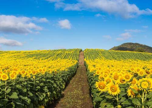 Agroptima para cultivos extensivos