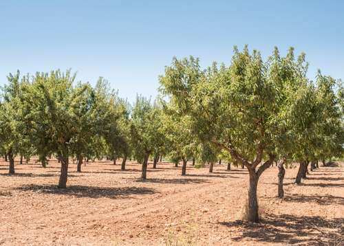 Agroptima para cultivos frutos secos