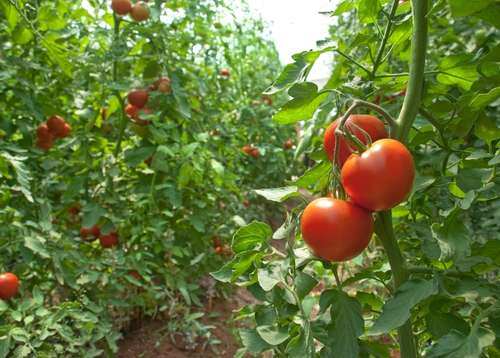 Agroptima para cultivos hortofrutícolas