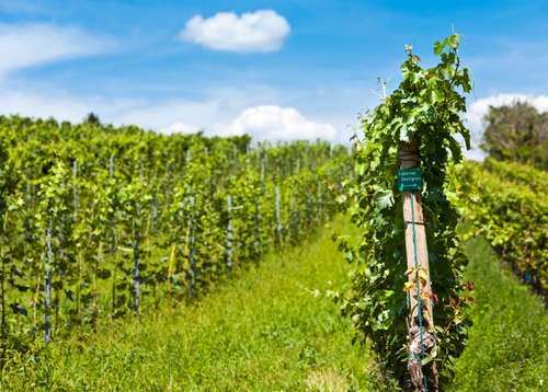 Agroptima para viñedos