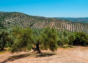 geofolia-cultivo-olivar