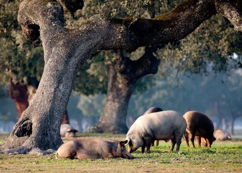 Pig'Up para granjas de cerdo ibérico