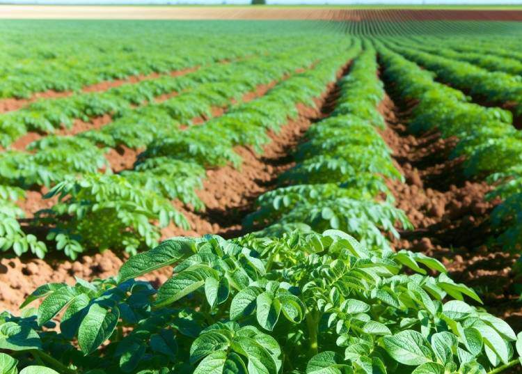 software-agricola-isagri-cultivo-horticola