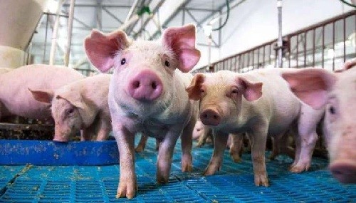 Expertos en software agrícola y en sector porcino