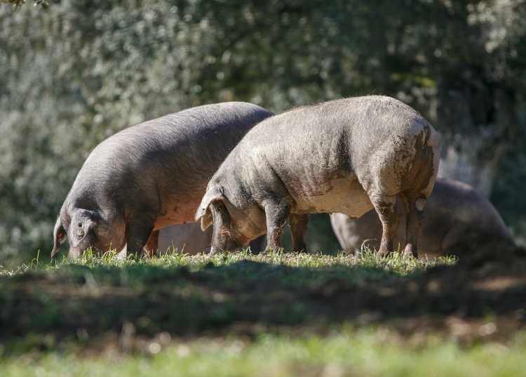 Software de porcicultura para granjas de cerdo ibérico